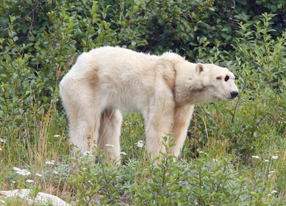 35fc5a166d224f4a60471c9e09f790529922d16c